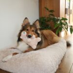 Hondenknuffel van Teddystof met Pieper – D&D Home Banjo - Afbeelding 4