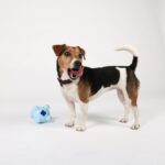Intelligentiespeelgoed voor Puppy’s en Kleine Honden – EBI Petit Gigi - Afbeelding 3