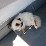 Kattenhangmat voor Radiator en Boxspring – D&D Home Oliver - Afbeelding 4