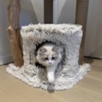 Kattenkrabpaal met Jutepalen en Ligmanden – EBI Marseille - Afbeelding 3