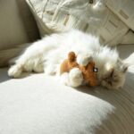 Kattentrapkussen met Navulbaar Kattenkruidzakje – D&D Home Zoey - Afbeelding 4
