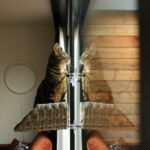 Kattenraambed met Zuignappen Lichtgrijs – D&D Home Sofia - Afbeelding 2
