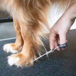 Rechte Ergonomische Groomingschaar voor Honden en Katten – EBI Noir Japandi - Afbeelding 5