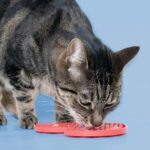 Rode Hartvormige Likmat met Zuignappen voor Honden en Katten – DUVO Cupid's Cravings - Afbeelding 4