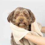 Hondenhanddoek van Absorberend Katoen Beige – EBI Noir Japandi - Afbeelding 4
