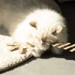 Telescopische Kattenhengel met Kartonnen Slierten – D&D Home Cooper - Afbeelding 3