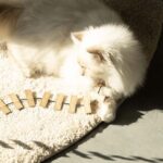 Telescopische Kattenhengel met Kartonnen Slierten – D&D Home Cooper - Afbeelding 4