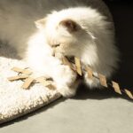 Telescopische Kattenhengel met Kartonnen Slierten – D&D Home Cooper - Afbeelding 5