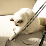 Telescoop Kattenhengel met Linten – D&D Home Claire - Afbeelding 5