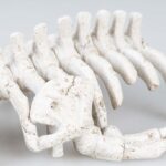Aquariumdecoratie Walvisskelet met Schuilplaats Beige 30 x 17 x 8 cm – EBI Aqua Della - Afbeelding 3