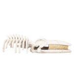 Aquariumdecoratie Walvisskelet met Schuilplaats Beige 30 x 17 x 8 cm – EBI Aqua Della - Afbeelding 5
