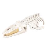 Aquariumdecoratie Walvisskelet met Schuilplaats Beige 30 x 17 x 8 cm – EBI Aqua Della