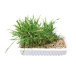 Trixie Kattengraszaden voor Katten 100 g
