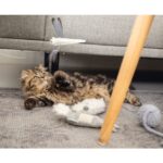 Kittenspeeltje Lama met Gerstenschalen en Opening voor Kattenkruid – Beeztees 430550 - Afbeelding 2