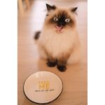 Keramische Kattenvoerbak met Reliëf – DUVO 10280-EBI - Afbeelding 2
