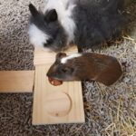 Houten Snackpuzzel voor Konijnen en Knaagdieren – DUVO Sniffle n Snack Puzzle Dan - Afbeelding 2
