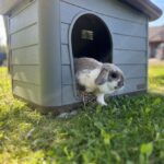 Huisdier – DUVO Pepita Eco - Afbeelding 2