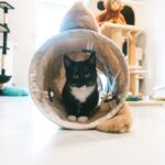 Kattenspeeltunnel Opvouwbaar met Speelbal – DUVO Cozette - Afbeelding 2