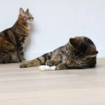 Elektronisch Kattenspeelgoed Bewegende Rups – EBI Buzzing Caterpillar - Afbeelding 4