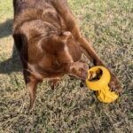 Rubberen Snackspeeltje voor Honden Geel – DUVO Griplay Zandloper - Afbeelding 5