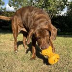 Rubberen Snackspeeltje voor Honden Geel – DUVO Griplay Zandloper - Afbeelding 6