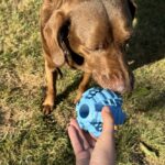 Rubberen Hondenbal met Tandreinigend Reliëf – DUVO Griplay - Afbeelding 5