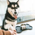 Voerbakonderlegger van Gerecycled Kunststof voor Hond en Kat Zwart – DUVO 16071-EBI - Afbeelding 4