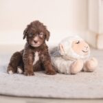 Puppy Knuffelspeeltje van Zacht Pluche voor Hartslagsimulator – Karlie Bowi - Afbeelding 4