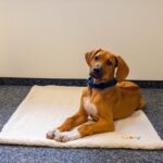 Hondenligdeken van Microvezel voor Pups, Ivoorkleurig 70 x 90 cm – Nobby NO-61873 - Afbeelding 3
