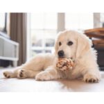 Puppy Tandring van TPR en Katoen 8 x 8 x 3 cm – Beeztees Mik - Afbeelding 5
