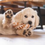 Puppy Touwring van TPR en Katoen – Beeztees Mik - Afbeelding 4