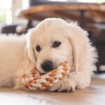 Puppy Touwring van TPR en Katoen – Beeztees Mik - Afbeelding 5