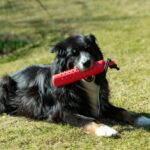 Rode TPR Trainingsdummy met Handlus voor Honden – PROCYON SYD1669 - Afbeelding 2