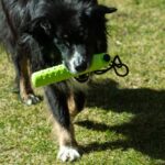 Honden Apporteerdummy van TPR met Schroefdeksel – PROCYON Magic Treat Dummy - Afbeelding 4