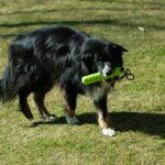 Honden Apporteerdummy van TPR met Schroefdeksel – PROCYON Magic Treat Dummy - Afbeelding 5