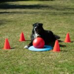 Hondengolf Trainingsset met Doelring en Duwbal – PROCYON SAD2183C - Afbeelding 2