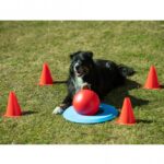 Hondengolf Trainingsset met Doelring en Duwbal – PROCYON SAD2183C - Afbeelding 3