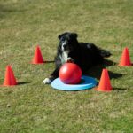 Hondengolf Trainingsset met Doelring en Duwbal – PROCYON SAD2183C - Afbeelding 4