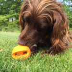 Hondenbeloningsbal van Natuurlijk Rubber voor Training en Apporteren – NEWA0025-HAC - Afbeelding 4
