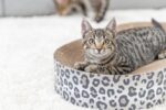 Kartonnen Krabbed met Kattenkruid Bruin – Trixie Leo - Afbeelding 3