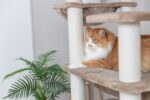 Kattenkrabpaal XXL voor Grote Katten Taupe – Trixie Brunna - Afbeelding 4