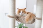 Kattenkrabpaal XXL voor Grote Katten Taupe – Trixie Brunna - Afbeelding 3