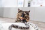 Katten Krabbrug met Jute Krabvlak Crème – Trixie Leo - Afbeelding 4