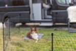 Mobiele Hondenafrastering Zwart voor Tuin en Camping – Trixie 39539-TRXI - Afbeelding 2