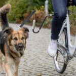 Hondenfietsset met U-vorm en Spiraalveer – Trixie Biker-Set U-Form M–XL