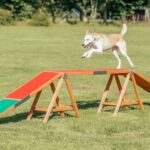 Agility Loopbrug met Antisliplaag en Contactzones – Trixie Fun Agility Steg