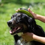 Hondenwashandschoen met Siliconennoppen Groen-Zwart – PROCYON PS-40250 - Afbeelding 5