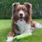 Honden Apporteerdummy van TPR met Schroefdeksel – PROCYON Magic Treat Dummy - Afbeelding 6